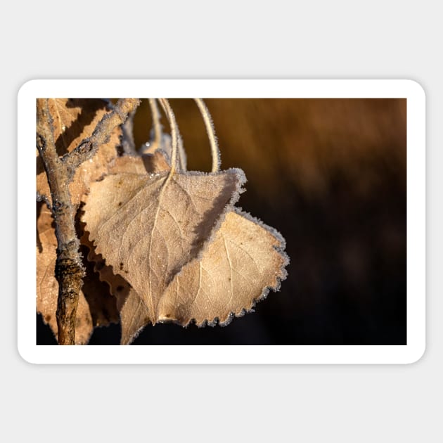 Frosted Leaf Clinging to a Branch Sticker by jecphotography